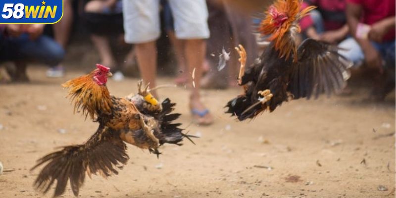 nhung-hinh-thuc-da-ga-58win-hot-nhat-hien-tai